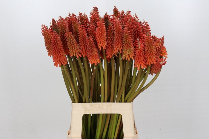 <h4>Kniphofia Alcazar</h4>