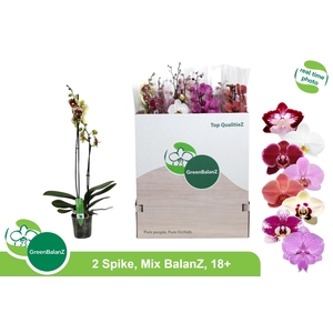 PHAL GEM