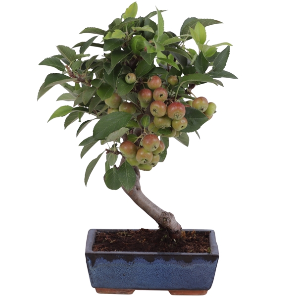 <h4>Bonsai Outdoor Deluxe Malus domestica ø20cm</h4>