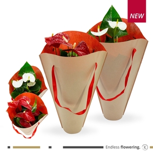 Anthurium - KARMA Red and White Gift bag | 12cm
