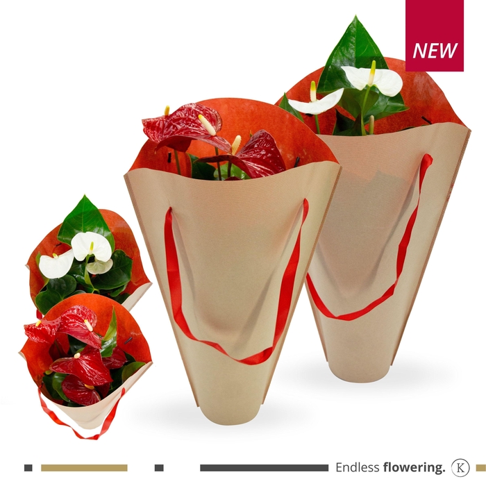 <h4>Anthurium - KARMA Red and White Gift bag | 12cm</h4>
