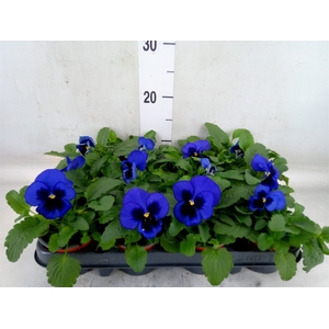 Viola wr. 'Delta Blue wBlotch'