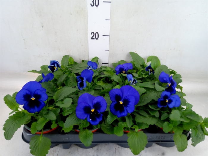 <h4>Viola wr. 'Delta Blue wBlotch'</h4>