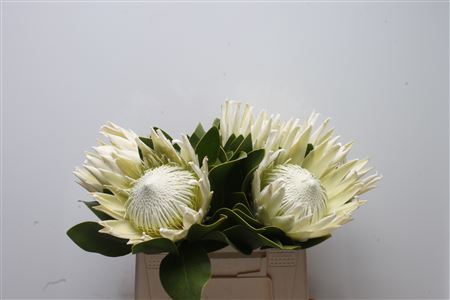 <h4>Protea Cynaroides Arctic Ice</h4>