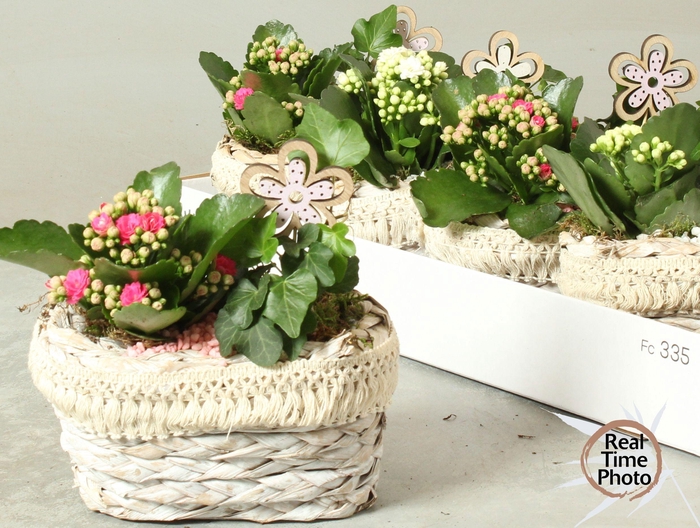 <h4>Arr Kamerpl</h4>