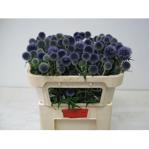 ECHINOPS BANNATICUS 'BLUE GLOBE'