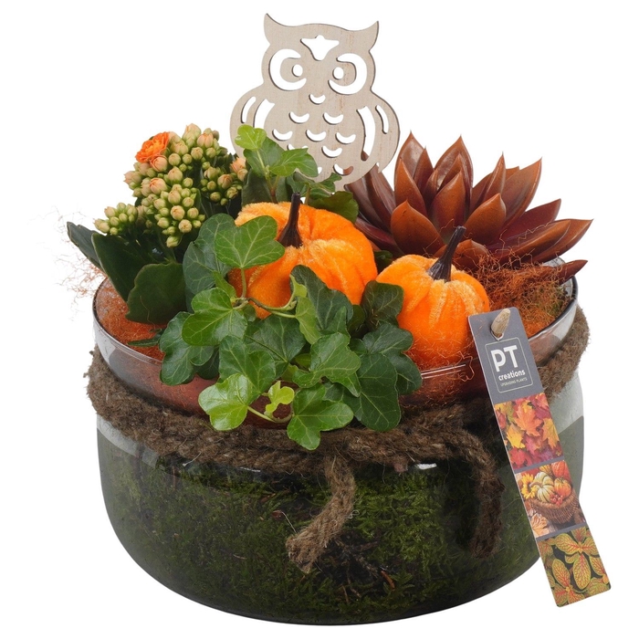 <h4>Arr.   Planten L%</h4>