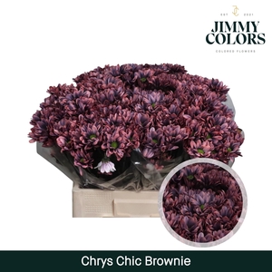 Chrys tros Chic Brownie
