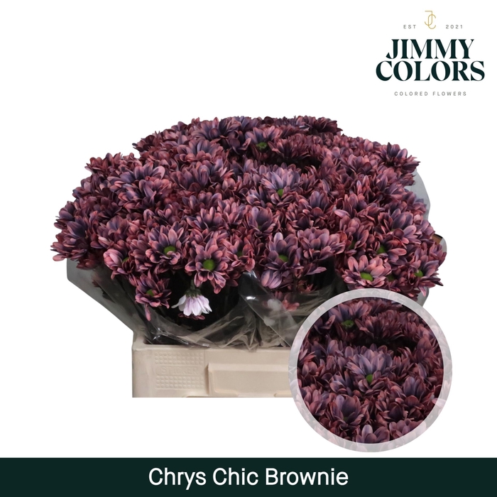 <h4>Chrys tros Chic Brownie</h4>