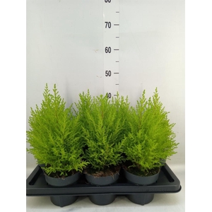 Cupressus macro. 'Goldcrest Wilma'