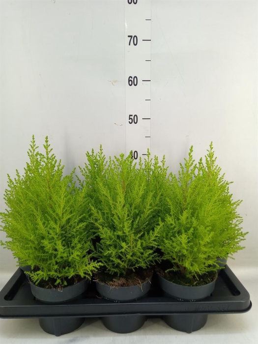 <h4>Cupressus macro. 'Goldcrest Wilma'</h4>
