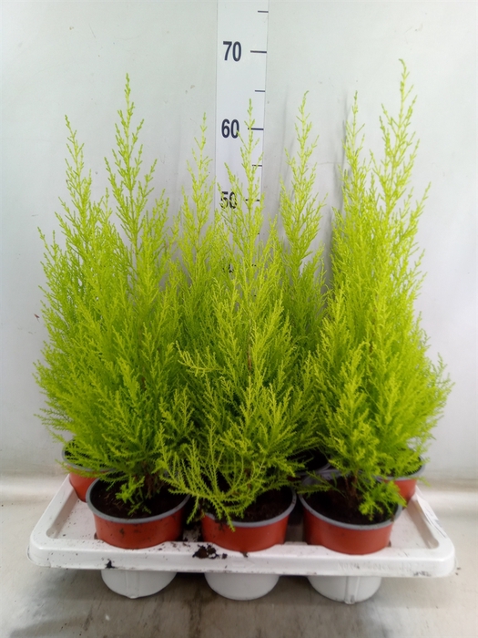 <h4>Cupressus macro. 'Goldcrest Wilma'</h4>
