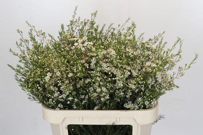 <h4>Chamelaucium Ofir</h4>