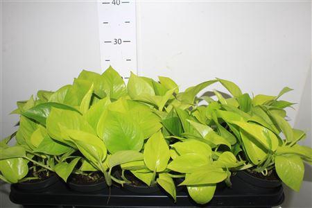<h4>Epipr Golden Pothos</h4>