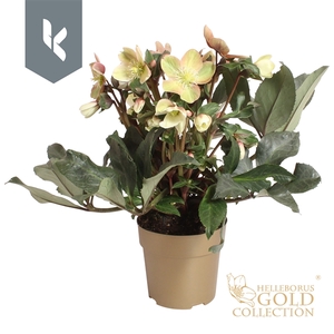 HGC Helleborus Malory in het goud