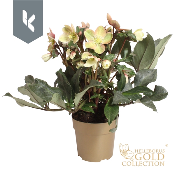 <h4>HGC Helleborus Malory in het goud</h4>