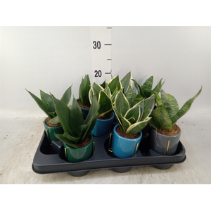 Sansevieria trifa.   ...