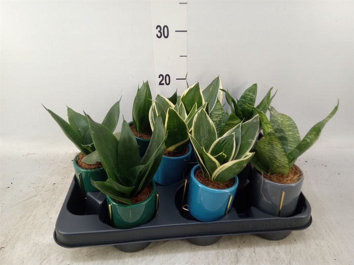 <h4>Sansevieria trifa.   ...</h4>