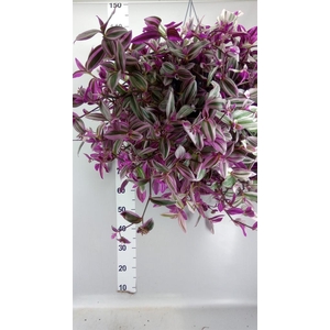 Tradescantia cerinth. 'Nanouk'