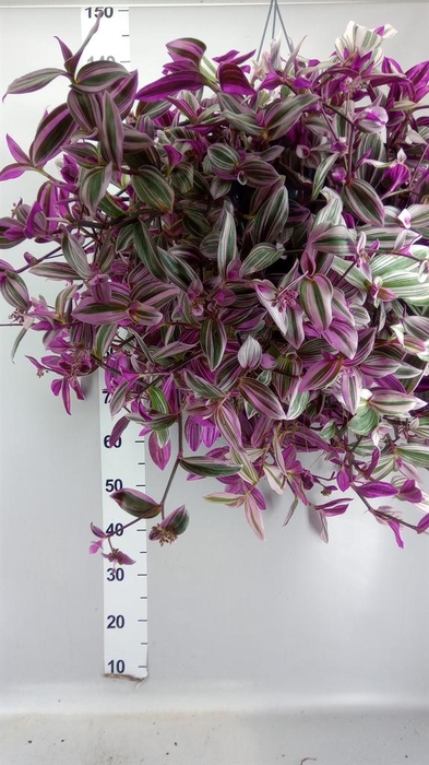 <h4>Tradescantia cerinth. 'Nanouk'</h4>