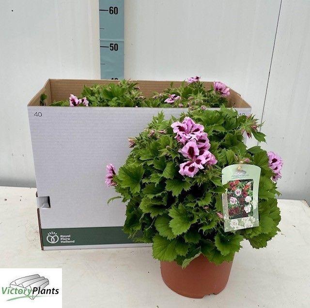 <h4>PEL GR PATRICIA</h4>