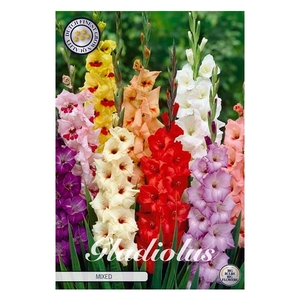 Gladiolus Mixed x10 12/14