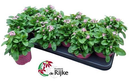 Myos Sy Mon Ami Pink