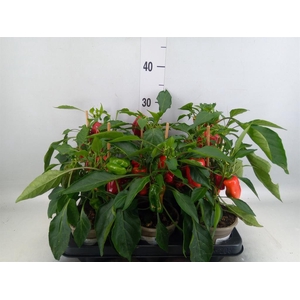 Capsicum annuum   ...paprika