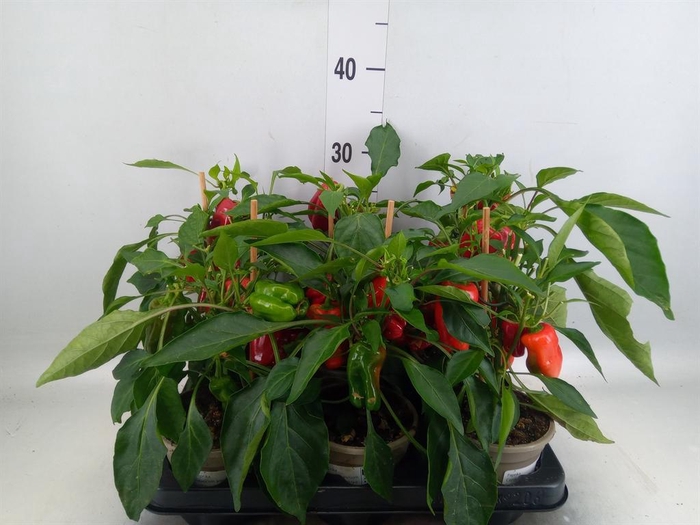 Capsicum annuum   ...paprika