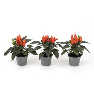 CAPSICUM ANNUUM p6 roranje