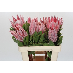 Protea Cynaroides