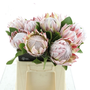 Protea Cynaroides