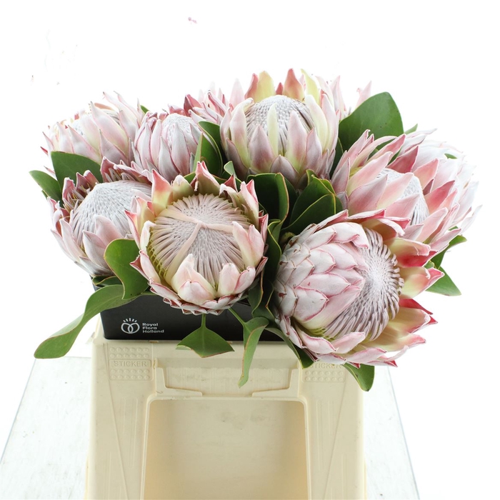 <h4>Protea Cynaroides</h4>