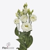 Lisianthus do rosita white
