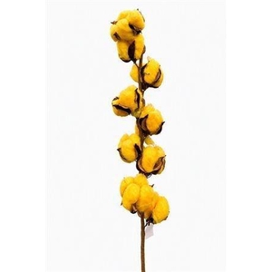 GOSSYPIUM HIRSUTUM