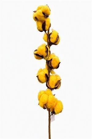 <h4>GOSSYPIUM HIRSUTUM</h4>