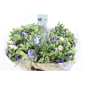 Anemone Mistral Celeste