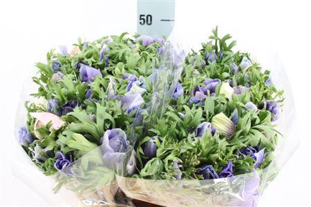 <h4>Anemone Mistral Celeste</h4>