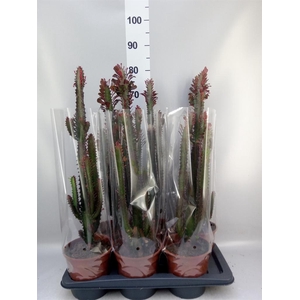 Euphorbia trigona 'Rubra'