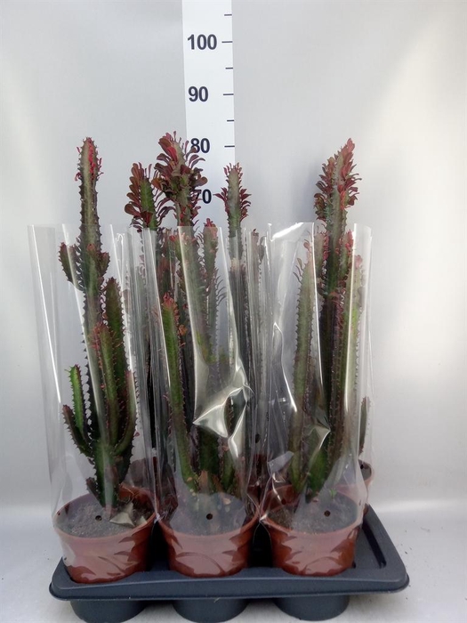 <h4>Euphorbia trigona 'Rubra'</h4>