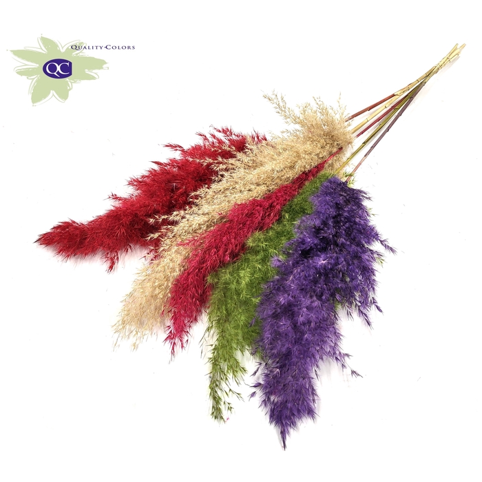 <h4>Pampas Grass 100cm 5st/bunch Colourful 2</h4>