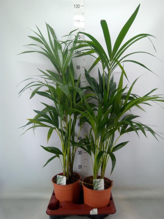 <h4>Howea forsteriana</h4>