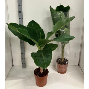 MUSA DWARF CAVENDISH