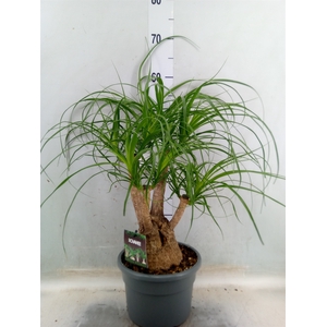 Beaucarnea recurvata