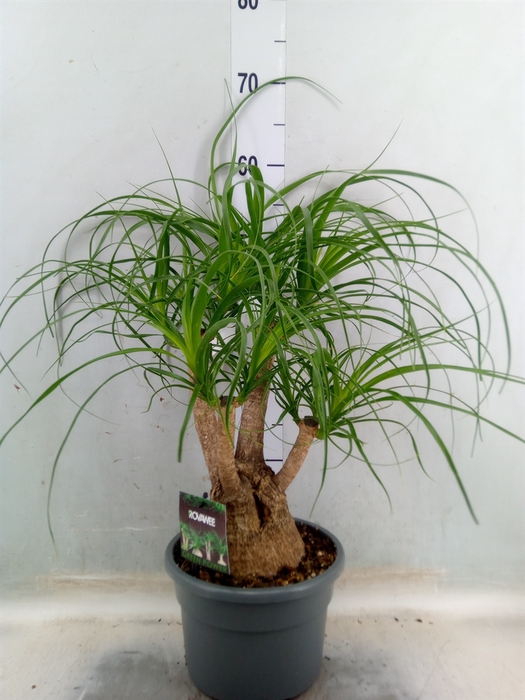 <h4>Beaucarnea recurvata</h4>