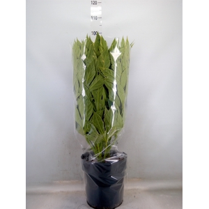 Fatsia japonica 'Variegata'