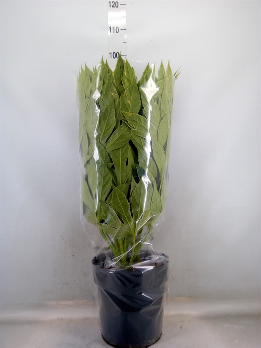<h4>Fatsia japonica 'Variegata'</h4>
