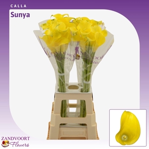 Calla Sunya