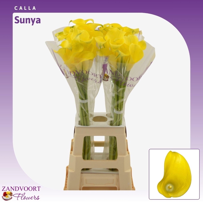 <h4>Calla Sunya</h4>