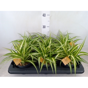 Chlorophytum com. 'Ocean'